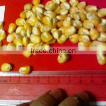 HIGH QUALITY MAIZE FOR POULTRY FEED