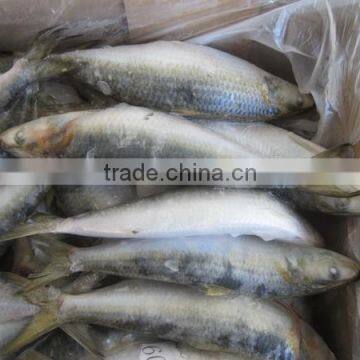 New Fresh 80-100g Frozen Sardine Bait photo-3