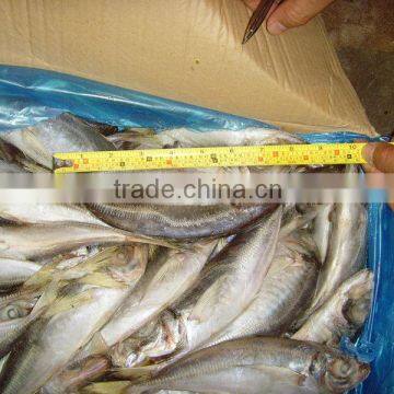 Best Quality Whole Round Frozen Horse Mackerel