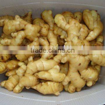 Laiwu 50g - 150g fresh ginger 2010