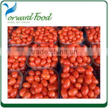 400g fresh canned cherry tomato for sale