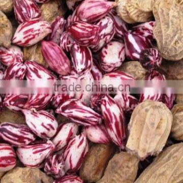 High Yield Peanut Seeds For Cultivation-All Varieties For Sale