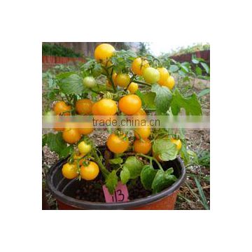 Hybrid F1 Yellow Potting Tomato Seeds-Cherry tomato 113