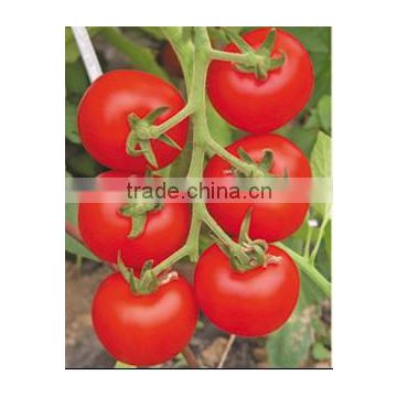 Chinese High Quality High Yield Hybrid F1 Big Red Tomato Seeds For Sale-Precious