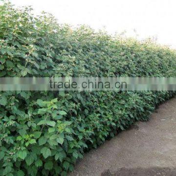 Raspberry Tree Seedling