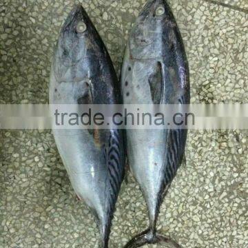 Frozen Bonito Fish