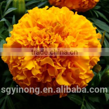 Hybrid F1 American pigment marigold seeds