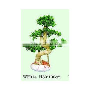 Ficus plant bonsai