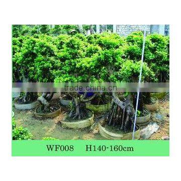 ficus bonsai plants
