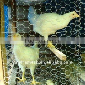 chicken hexagonal wire netting/keep poultry netting/chicken wire net