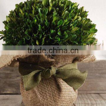 Preserved Boxwood Bundle photo-4