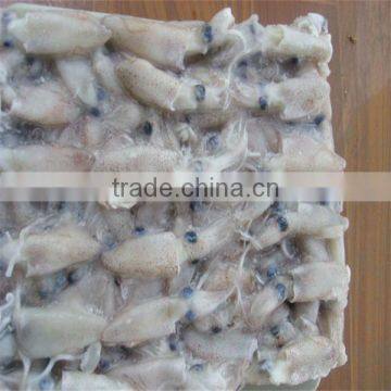 seafood and iqf frozen squid