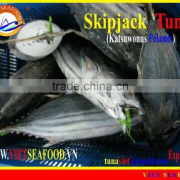 FROZEN SKIPJACK TUNA WHOLE ROUND