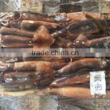 New Landing Seafrozen Wholesale Argentina Squid for Bait photo-2