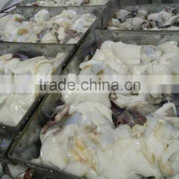 Frozen Giant Squid Neck photo-2