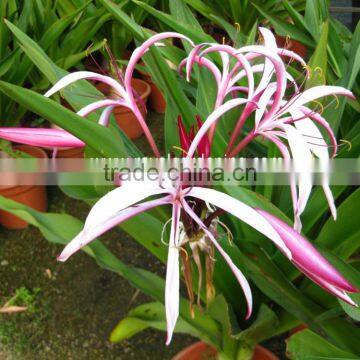 Crinum Asiaticum( Spider Lily,Giant Crinum Lily, ) Ornamental Plants photo-2