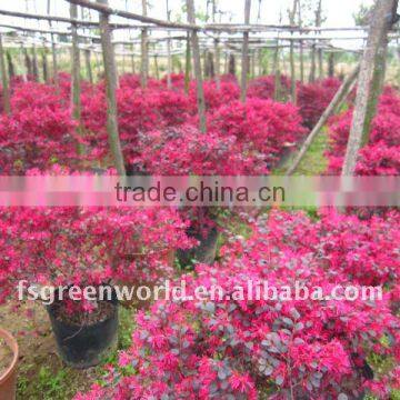 loropetalum Chinensis