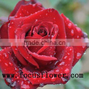 Wholesale Holland Roses Fresh Jasmine Flowers Carola for Wedding Decoration photo-4