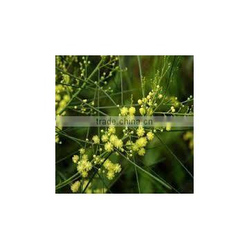 Acacia Catechu Extract photo-4