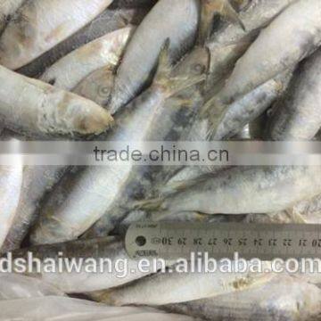 Frozen WR Sardinella Lemuru photo-2