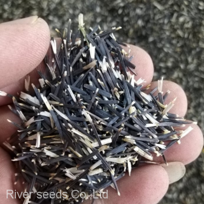 1000g Golden Orange Garden African Marigold Flower Seed Tagetes for Growing photo-2