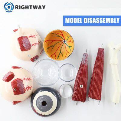 Офтальмологическая клиника. Демонстрация состояния роговицы глаза. Инструмент для демонстрации глаукомы человеческого глаза photo-3