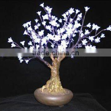 Bonsai cherry blossom tree