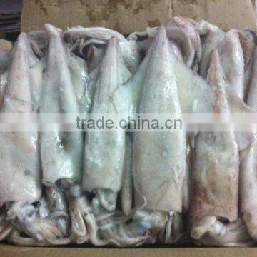 SQUID WHOLE SEMI NEEDLE