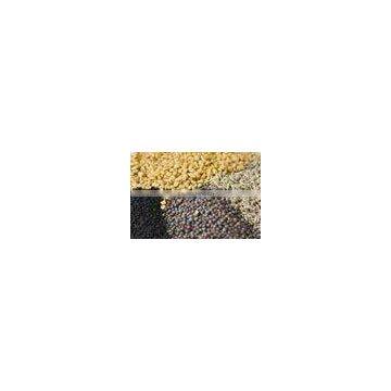 High quality Black Mustard Seed