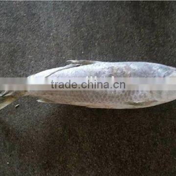 new seafood frozen fresh sea fish withfor sale