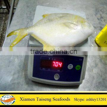 IQF Best Quality Frozen Golden Pompano Fish