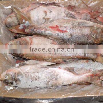 Whole Round Silver Carp 500-1000g