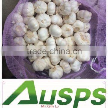 china cheap garlic price