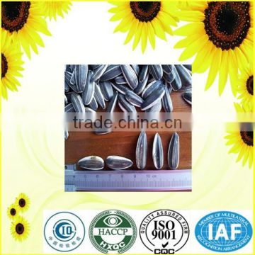 chinese sunflower seeds 5009 black sunflower seeds