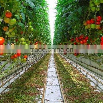 multi-span pe film green house tomato green house pepper greenhouse