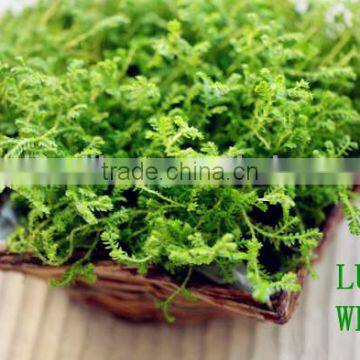 Iron Frame Willow Body Wicker Baskets for Plants With Plastic Lining photo-2