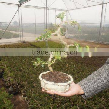 S Shape Small Indoor Bonsai Carmona Bonsai Tree (Fukien Tea) photo-5