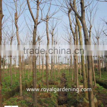 Delonix Regia Tropical Trees photo-3