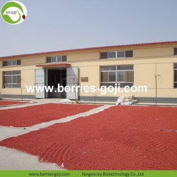 Factory Supply Nutrition Dried Lycium Berry photo-4