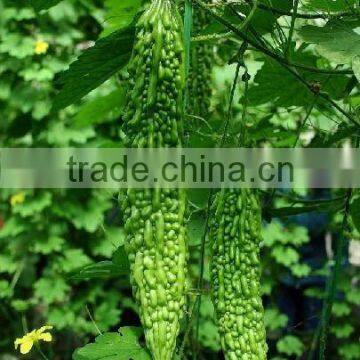 Bitter Melon Extract Powder 10:1