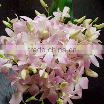 Durable best sell fresh pink color cattleya orchid