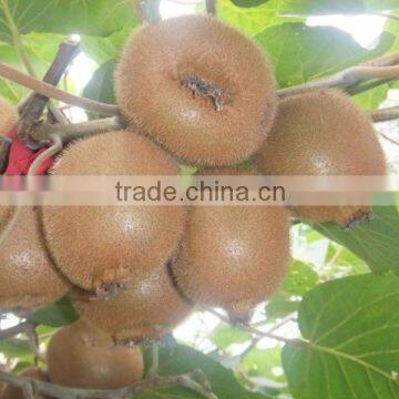 fresh fruit kiwi fruit for sale