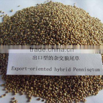 Export-oriented Good Tasted Hybrid Pennisetum Forage Seed