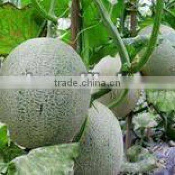 Honey Baby round shape orange flesh hybrid melon seeds