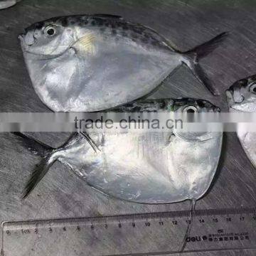 Mene Maculata / Moon fish whole round