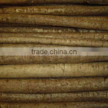 Chinese Fresh High Quality Burdock