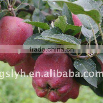 2011 new huaniu apple