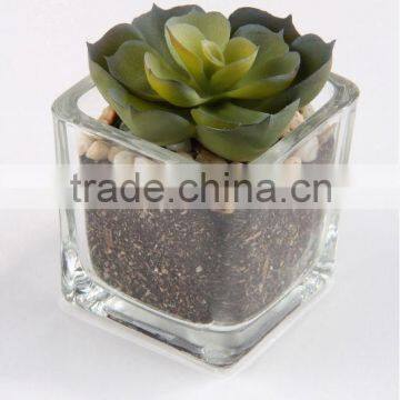 5.3 x 5.5cm Artificial Flower Mini Succulent in Sqare Glass Pot.