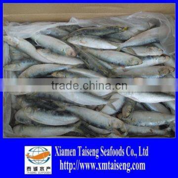 Price Frozen Sardine For Bait Sardines Supplier