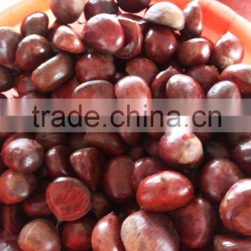 2015 water chestnut/chinese chestnut